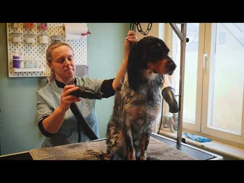 Hond en haar Schriek