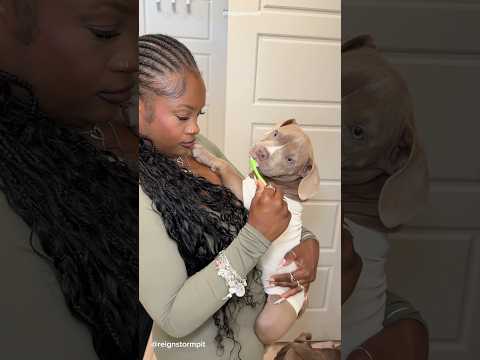 Morning Routine 🩵🐾 #puppy #cute #dogmom