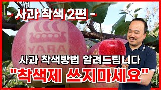 빨간사과 만드는 방법 알려드립니다. 사과 착색 8월부터는 이렇게만 하세요! | 농사 100단