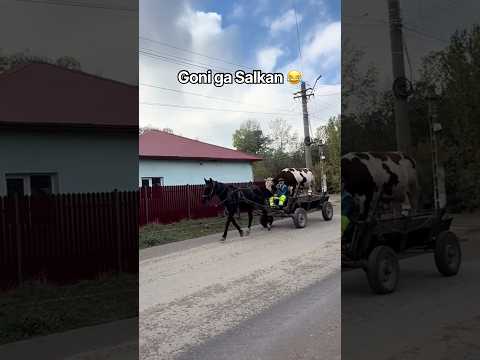 Zašto bi plaćao kamion ili kombi 😂 #shorts #balkan #comedy