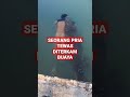 TEWAS DITERKAM BUAYA DIPINGGIR SUNGAI