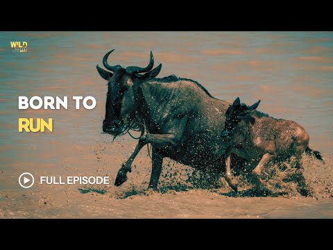 Born to Run | Full Episode | Nature documentary 