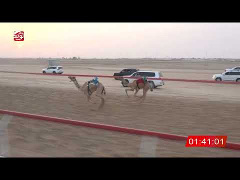  ش 6 (الشامخ) لـ سالم مبارك بالرميله العامري 3:03:32 ، شارة الصندوق 2026/08/10 فطامين الوثبة