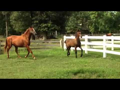 Fabienna florianus x Londonderry