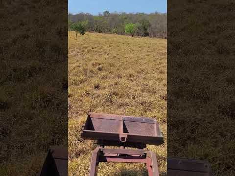 Ponte Alta do Tocantins área d pastejo