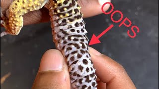 Leopard Gecko Loses Tail