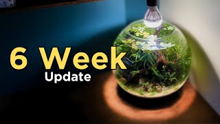 I made a Simple Shrimp Bowl Aquarium (No Filter No CO2 Walstad Style Aquascape Tutorial) Update