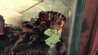 Garden Tiger Moth Laying Eggs