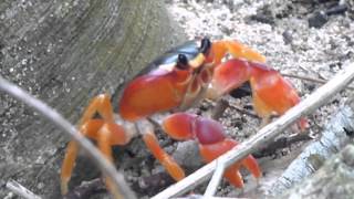 preview picture of video 'Crabe Touloulou Vieux Fort MG 04 08 14'