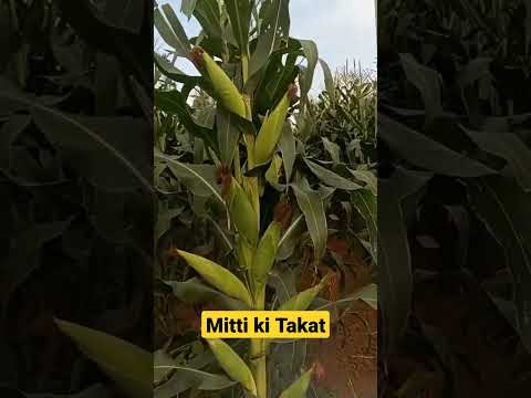 farming॥ sweet corn farming #sweetcorn #viral #video #shorts Mitti Ki Takat