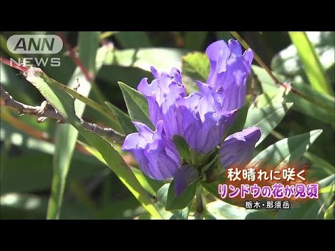 リンドウ科 植物
