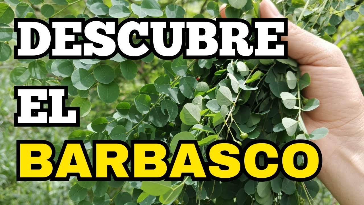 "Descubre la planta de BARBASCO: conoce la función del barbasco propiedades asombrosas🌱" 