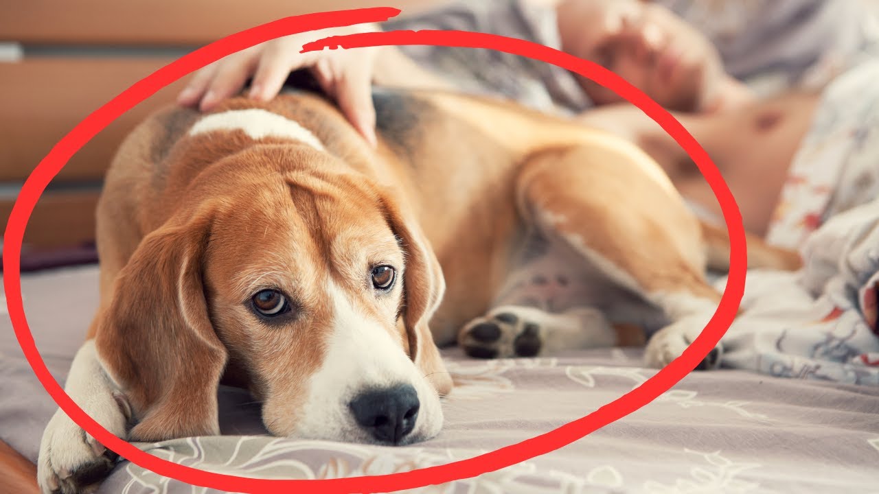 Does Your Dog Sleep at Your Feet? Here Is What It Means
