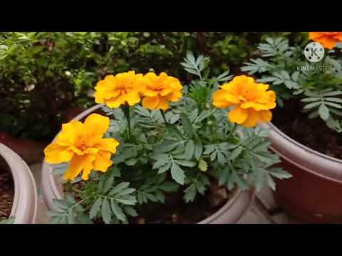 VLOG#13| VIEW OF MY FLOWERS|SUHANA GARDEN|💐