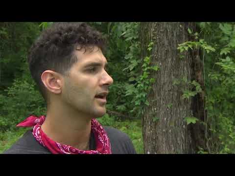 Yaupon Tea: A forgotten native tea plant grown in Texas