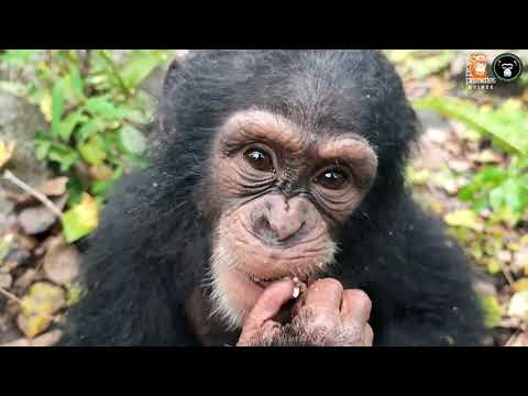 Rescue Orphaned Primates