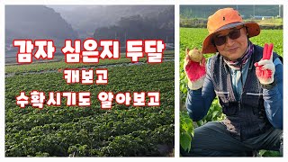감자 심은지 두달 캐보고 수확시기 알아보기 수미감자 괴산감자 감물감자 [감자재배방법]