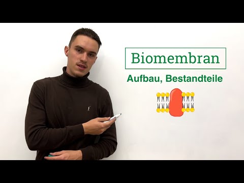 Aufbau und Bestandteile der Biomembran | Zellbiologie