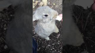 うさぎ島