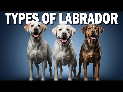 Types of Labrador Dogs Explained: Which One is Right for You?