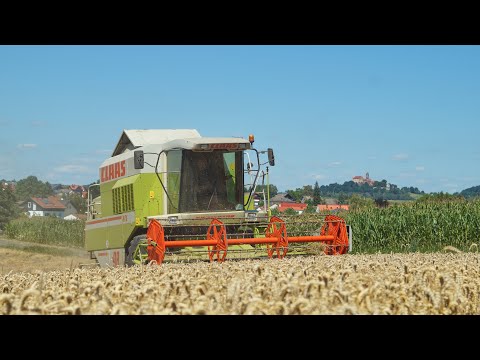 Getreideernte 2020: CLAAS Dominator im Weizen (Baumwieserhof Butz)