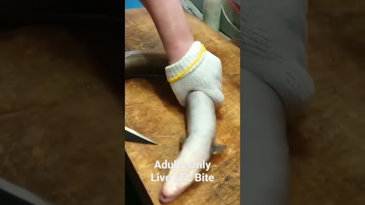 Adults Only : Japanese Live EEl Bite Attack