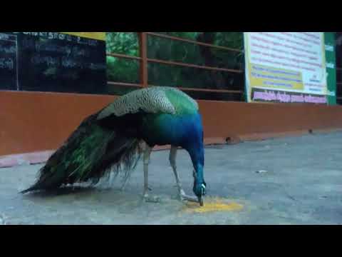 Peacock Cute Moments in Anubhavi Subramaniar Temple