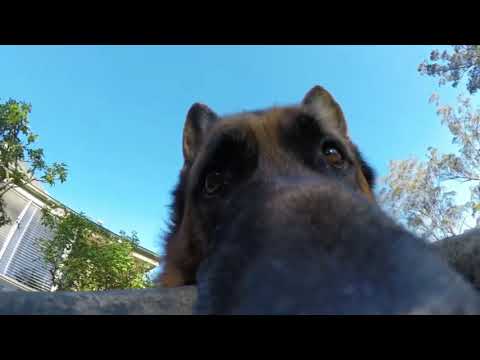 Rashid's theme goes with doggo stealing a gopro