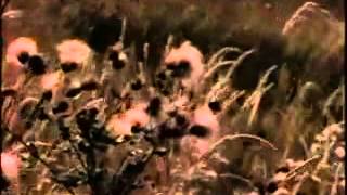 She&#39;s Not For You video