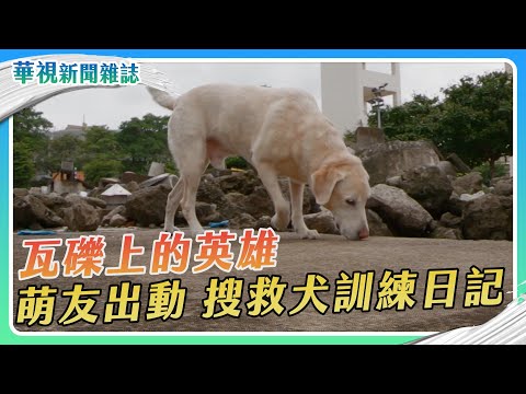 萌友出動！Roger 搜救犬訓練日記｜華視新聞雜誌