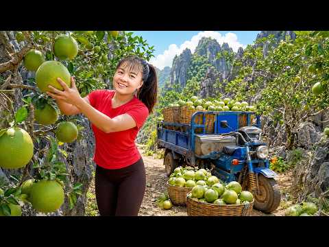 Harvesting Tons of Green Pomelo | 3-Wheeled Truck Full of Fruit to Market