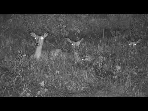 Djuma: Impalas resting by treeline in the rain - 01:16 - 02/13/21