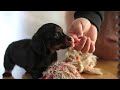 Miniature Dachshund dogs for sale: Hans - Video 1