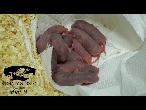 Miot A - hodowla szczurów