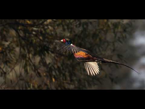 caccia-al-fagiano: Caccia, cinofilia e territorio: il ritorno al fagiano naturale, un esempio di allevamento non intensivo in Toscana  