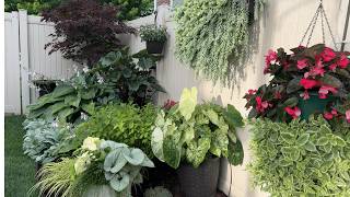 June Garden Tour 2026 | What's Blooming Right Now🌸