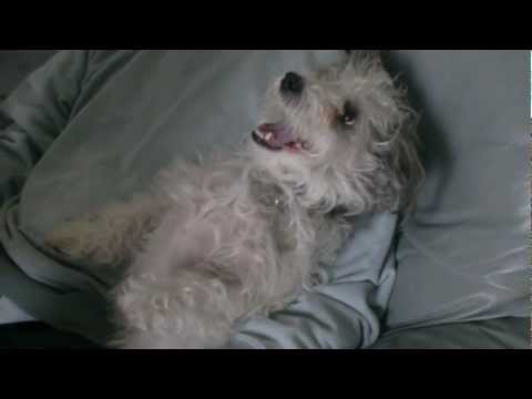 Puppy Flailing His Limbs