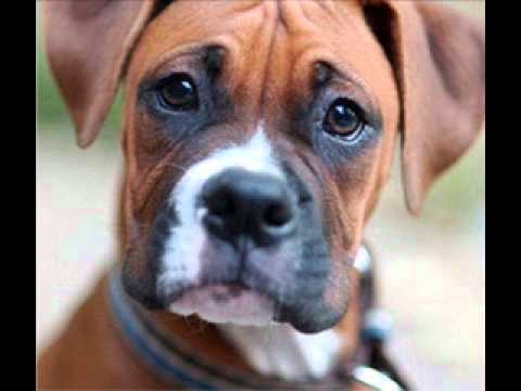 Emanuele Carocci vs Mike Molossa