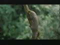 National Geographic Special Hidden Congo The Forest Primeval 1996