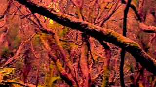 Download lagu Thufail Al Ghifari - Sajadah Bisu mp3