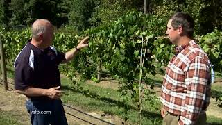 From the Ground Up:  Muscadine Grapes