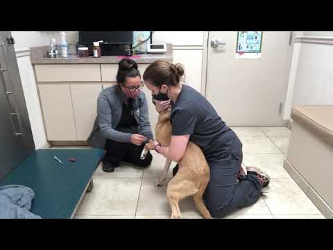 Day in the life of a Veterinary Assistant!
