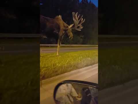 Here's A Moose Just Strolling Down The Median On An Alaskan Road