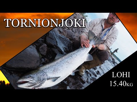 Tornionjoki Lohi 15.4 kg - Juhan seuraava Bugiklubikala  (Spinfluga - Matkakoski - DIY Putkiperhot)