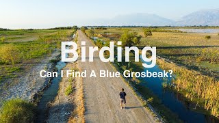 Can I Find a Blue Grosbeak While Birding Before It Migrates?