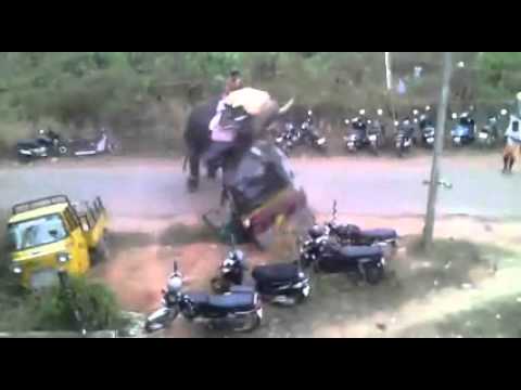 Elephant goes berserk - causes crazy damage in India!