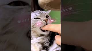 Download lagu Wow?🙀what’s this?#vivavideo #kitten mp3
