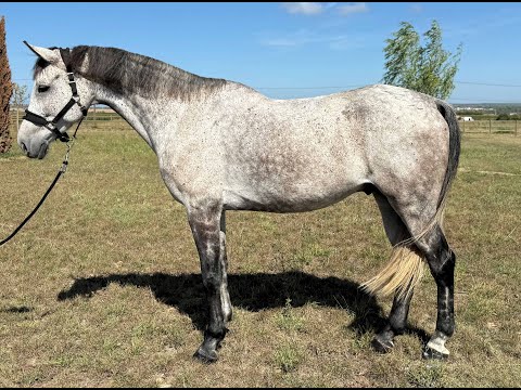 Lucky V CAPE CORAL RBF x MONTREUX - Video 9 video thumbnail