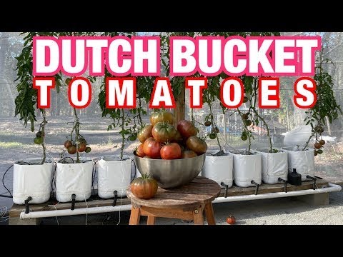 Dutch Bucket Hydroponic Tomato Harvest, Training & Time-lapse