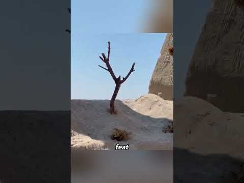 The Secret Behind Hollywood Action Scenes